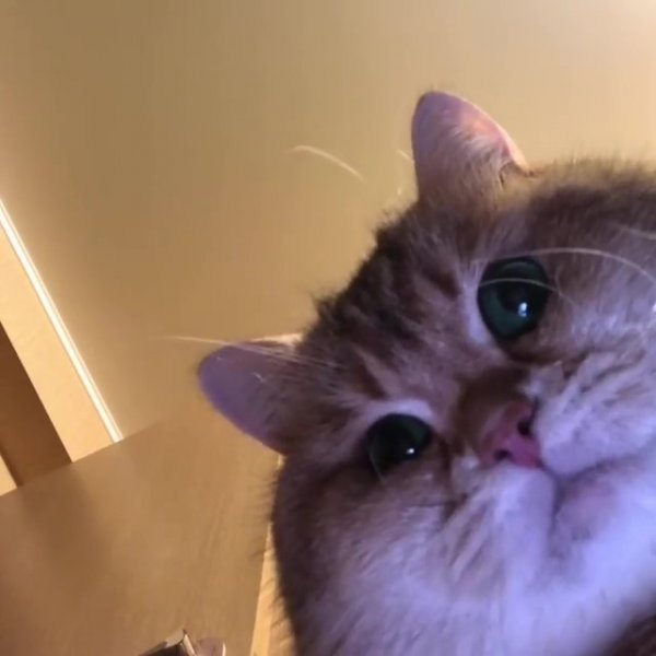 Кот фронталка