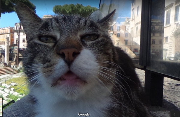 Кот фронталка