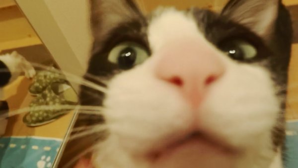 Кот фронталка Мем