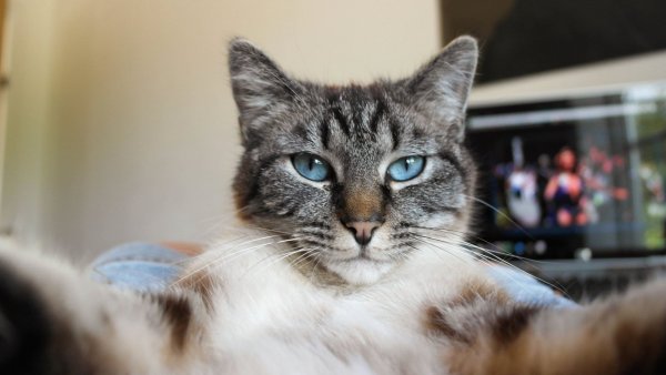 Котик смотрит в экран