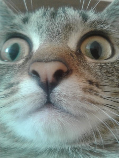 Кот фронталка