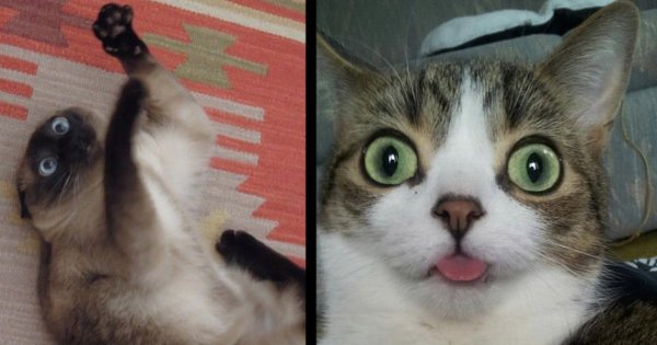 Коты близко к камере