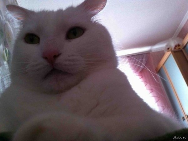 Котики с фронтальной камерой