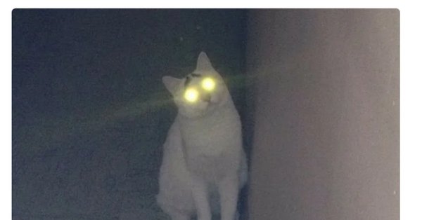Кошка со светящимися глазами