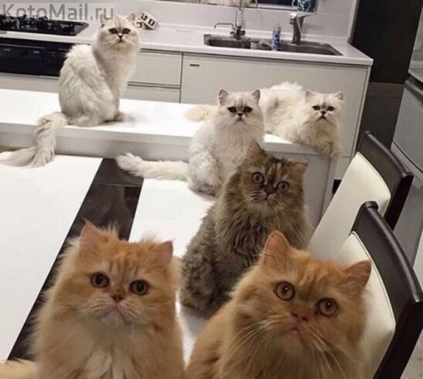 Куча смешных котов