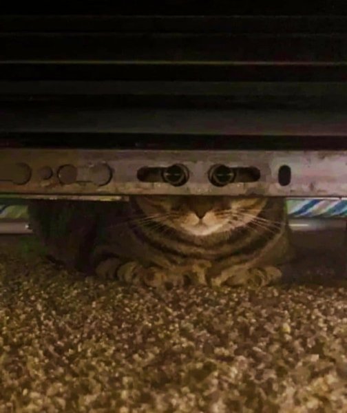 Я Слежу за тобой кот