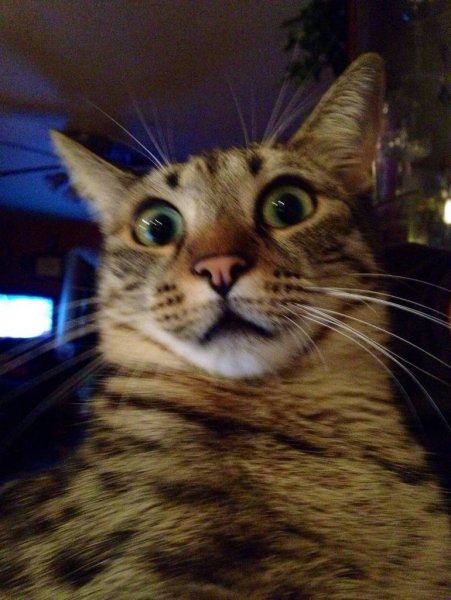 Кот удивлен