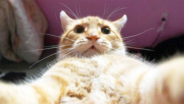 Рыжий кот от селфи