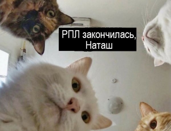 Мемы с котами