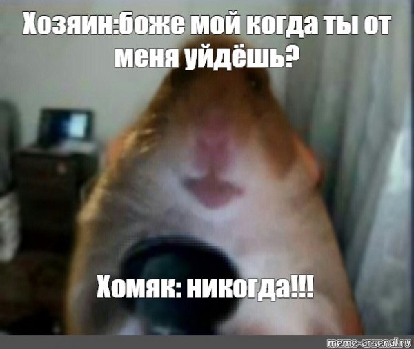 Хомяк на хомяке Мем