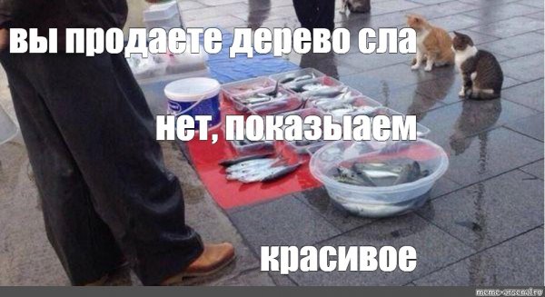 Коты и рыба Мем