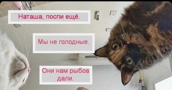 Рыбов продаете Мем