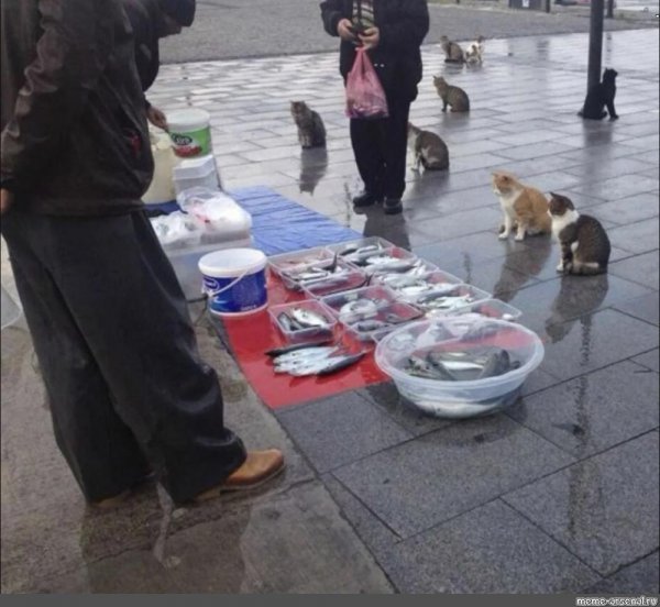 Коты вы продаете Рыбов