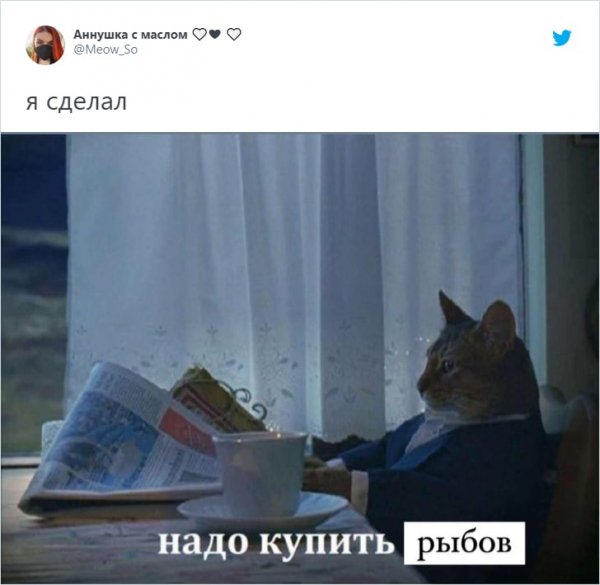 Котики и рыбы Мем