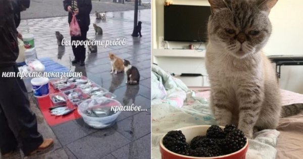 Рыбов продаете