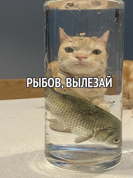 Красивое кот Мем