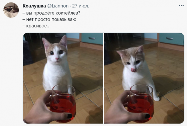 Мем с котами и рыбой