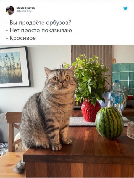 Мем про Рыбов