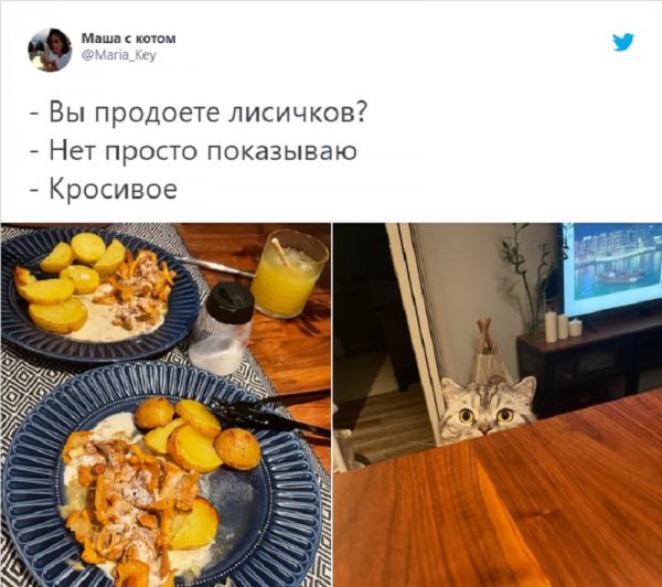 Красивое кот Мем Рыбов