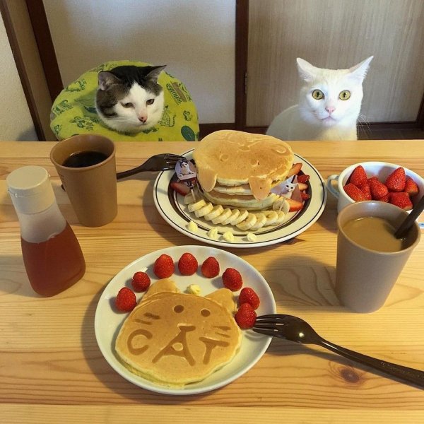 Еда для котят