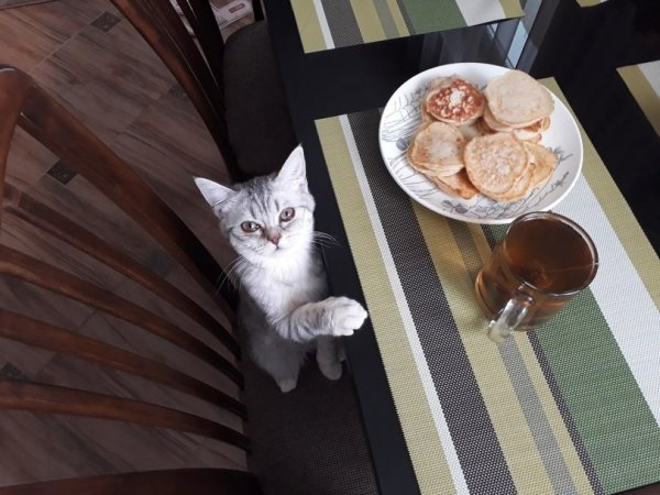 Завтрак с котом