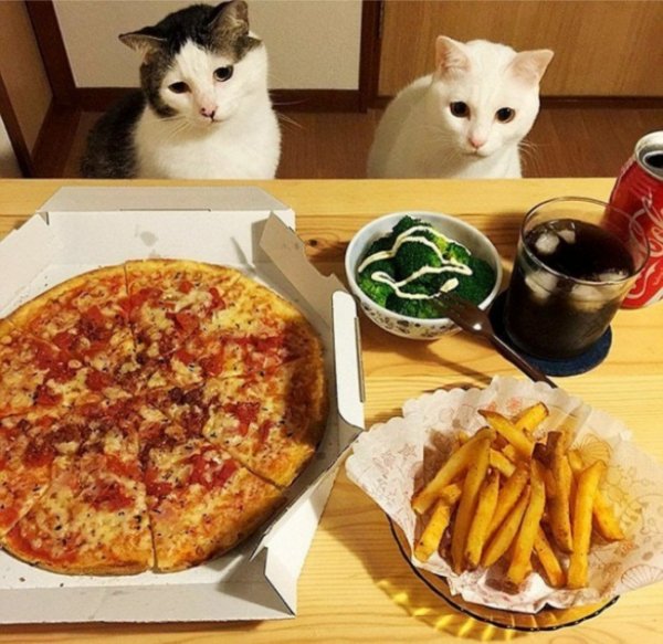 Кошка и пицца