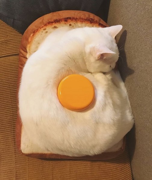 Кошачий завтрак