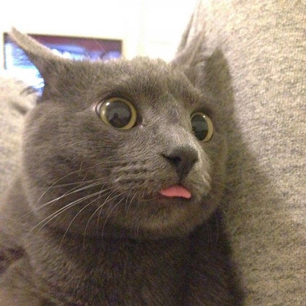 Коты с высунутым языком