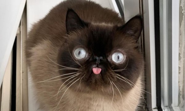 Кот кривляка