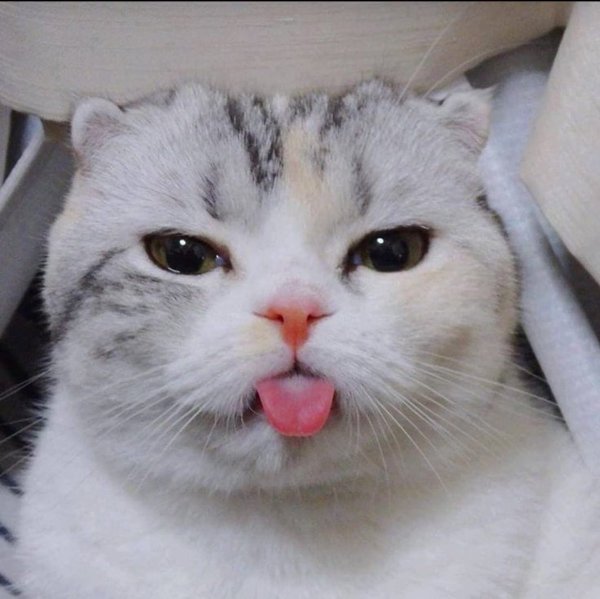 Кот с языком в трубочку