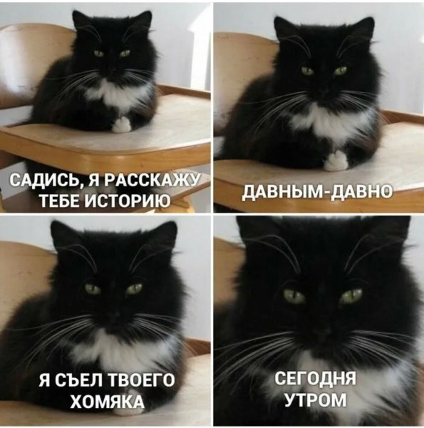 Коты мемы с надписями