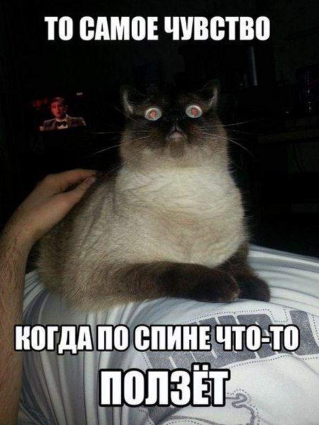 Смешные котики с подписями