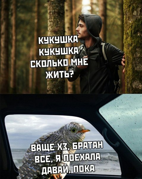 Приколы картинки с надписями