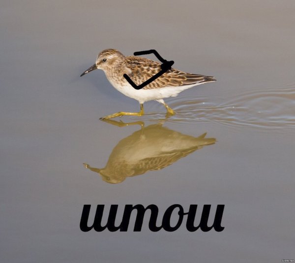 Мем штош с птицей