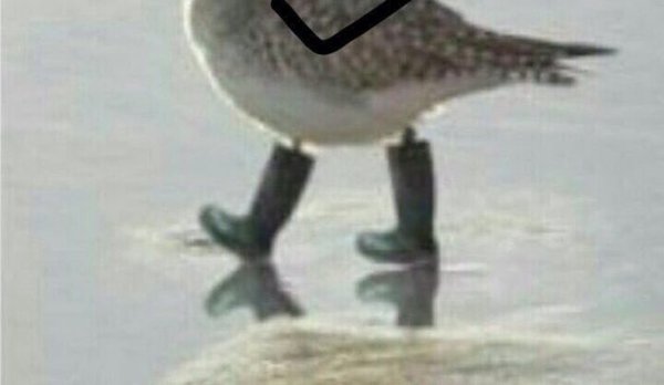 Штош птичка