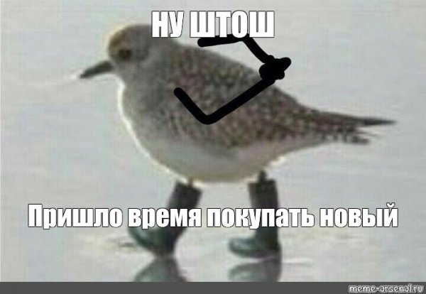 Ну чтож Мем с птичкой