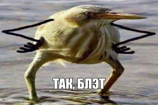 Мем тюлень с руками штош