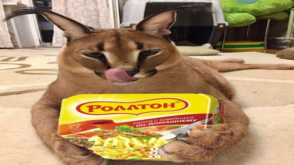 Флоппа Шлеппа
