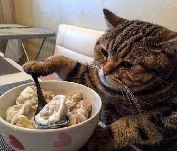Котик кушает пельмени