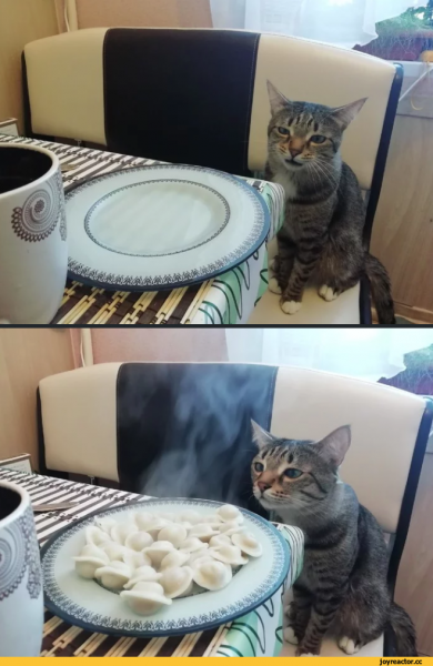 Кот ест пельмени