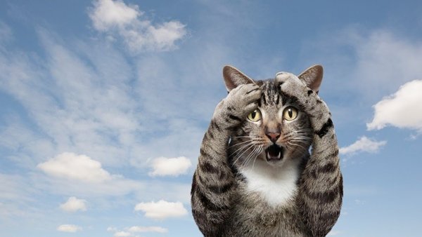Обалдевший кот