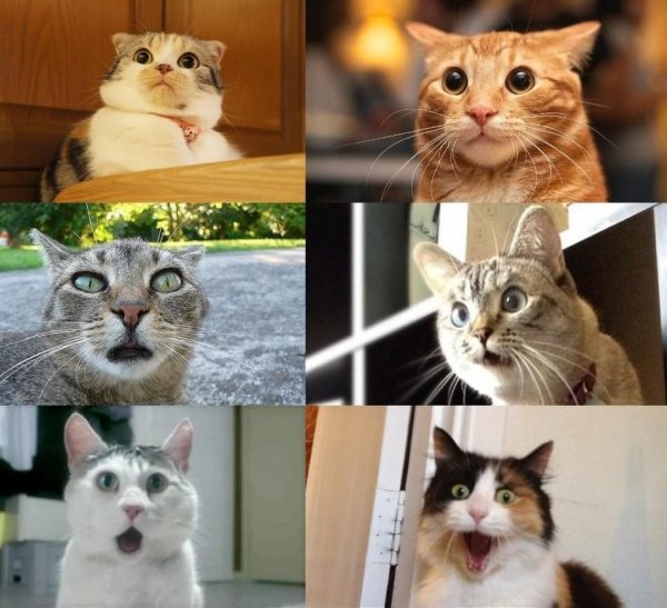 Кот в шоке Мем
