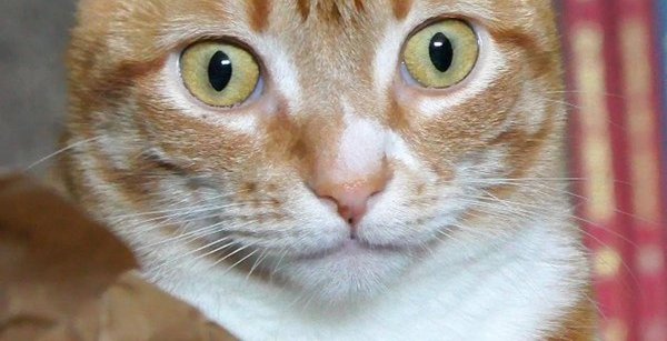 Кот в шоке