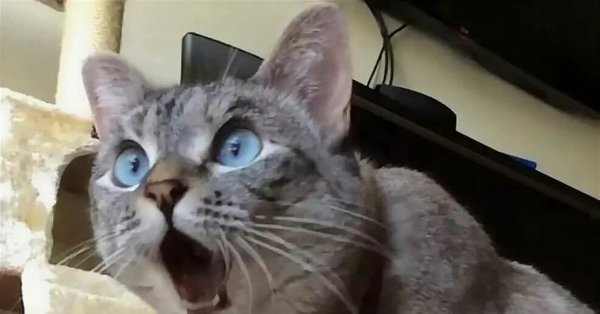 Я В шоке кот