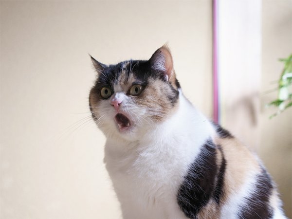 Удивленный толстый кот