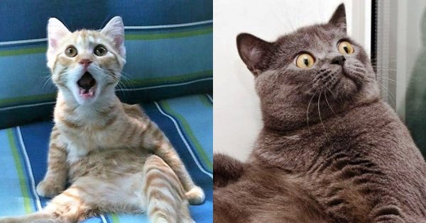 Удивлённый кот приколы