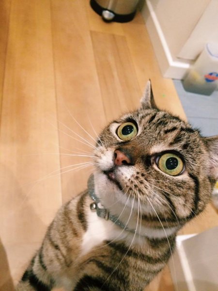 Кот с удивленными глазами
