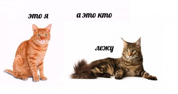 Мемы про котов по ржать (48 фото)