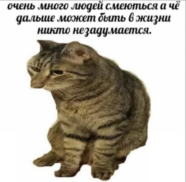 Мем про котов по ржать