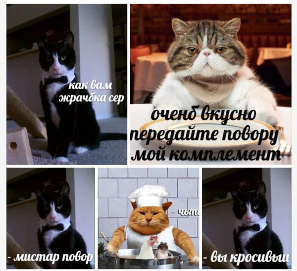 Мемы с котом